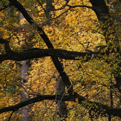 Чернигов - Тростянец, Осень 2009